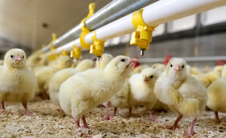 Automatic poultry drinkers for breeder farms