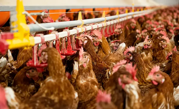 Chicken drinkers for layer farm drinking system
