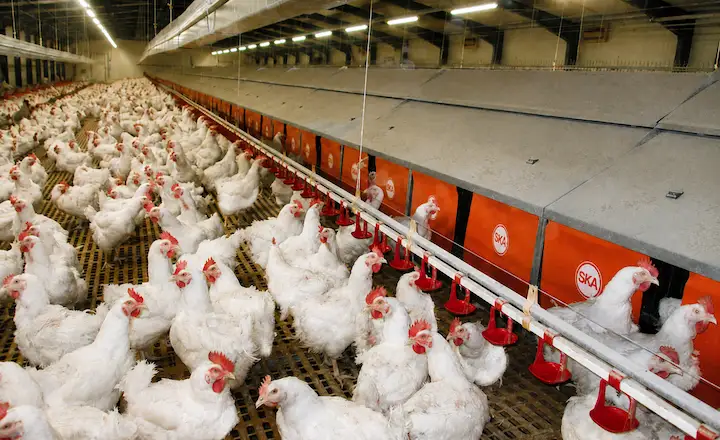Poultry drinkers for broiler farm water supply