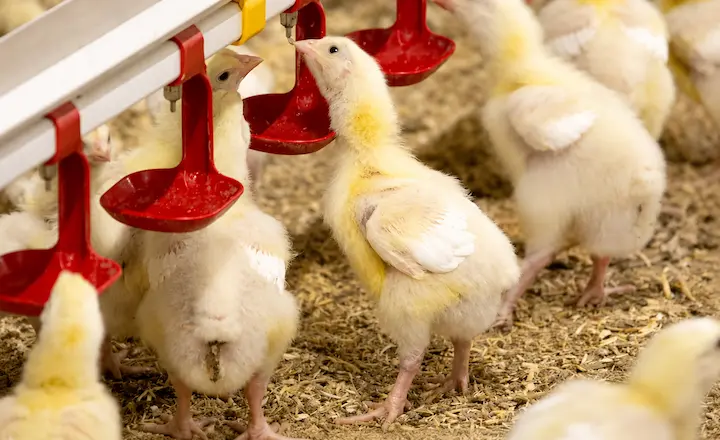 Poultry drinkers for chick raising and young birds