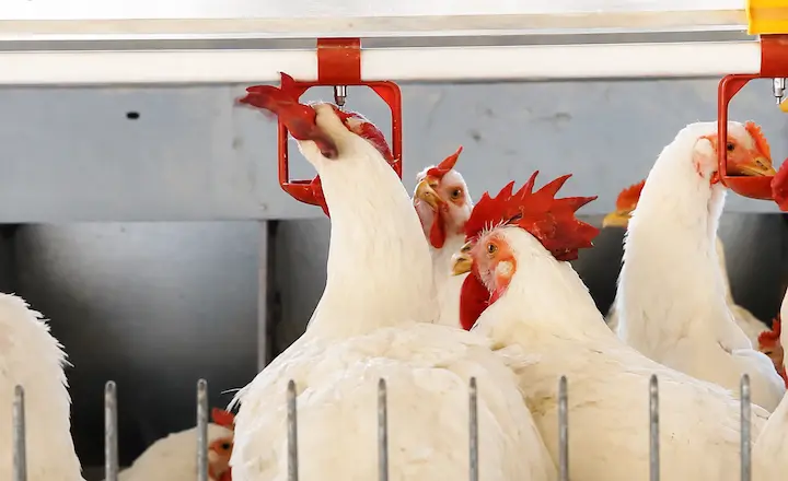Poultry drinkers for poultry equipment dealers and farm supply