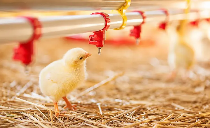 Poultry drinking equipment for commercial poultry farms
