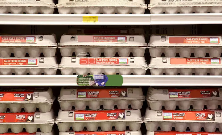 egg cartons for egg packing center sorting and packing
