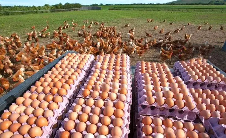 egg trays for daily egg collection in layer farms