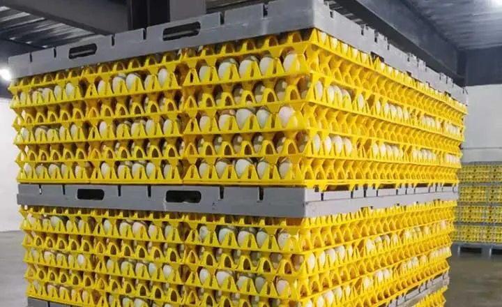 paper and plastic egg trays for poultry farms