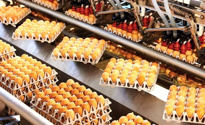 egg trays for egg collection center sorting and handling