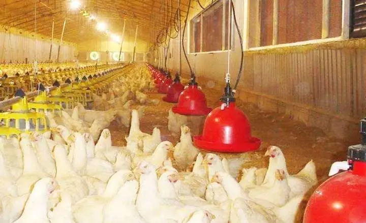 poultry drinkers for chicken and broiler farms