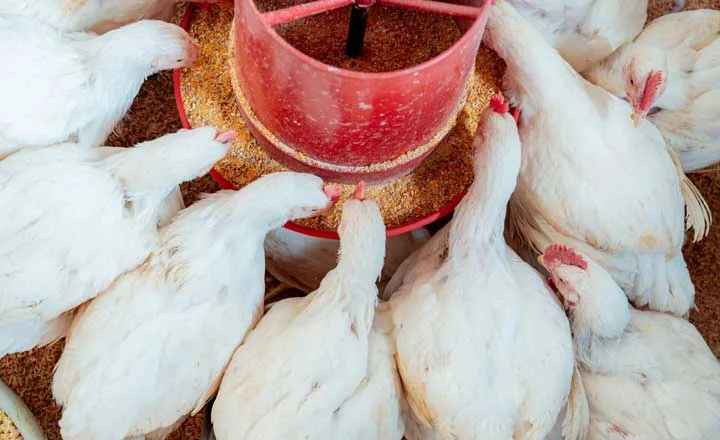 poultry feeders for broiler and layer farms