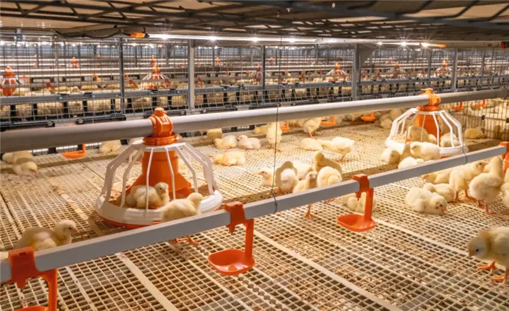poultry housing accessories and spare parts for farms