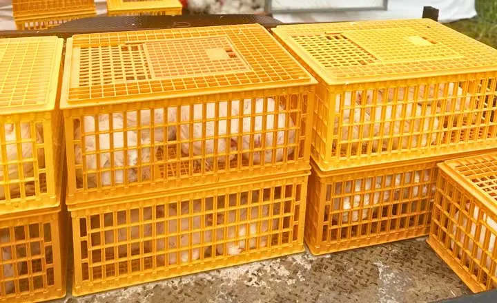 plastic poultry transport crates for live chicken transport